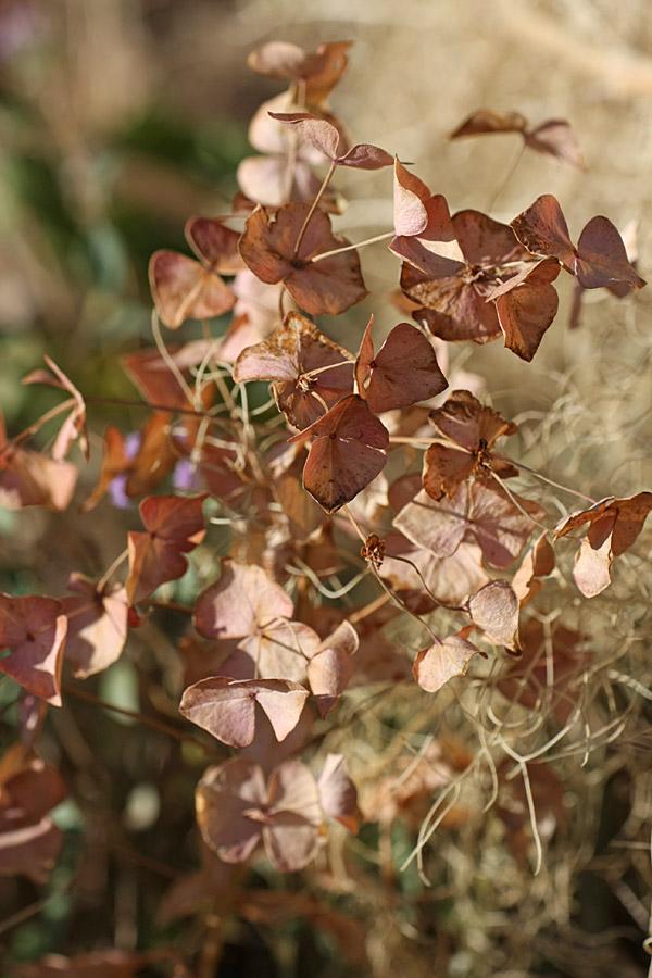 Image of genus Euphorbia specimen.