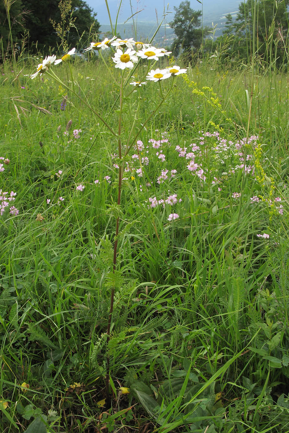 Изображение особи Pyrethrum corymbosum.