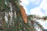 Picea abies