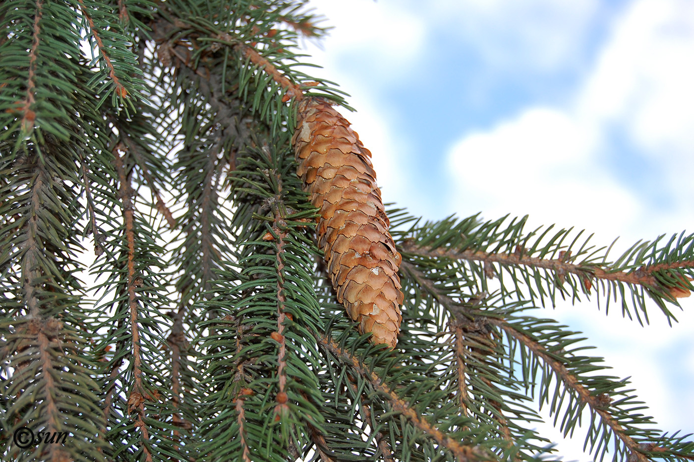 Изображение особи Picea abies.