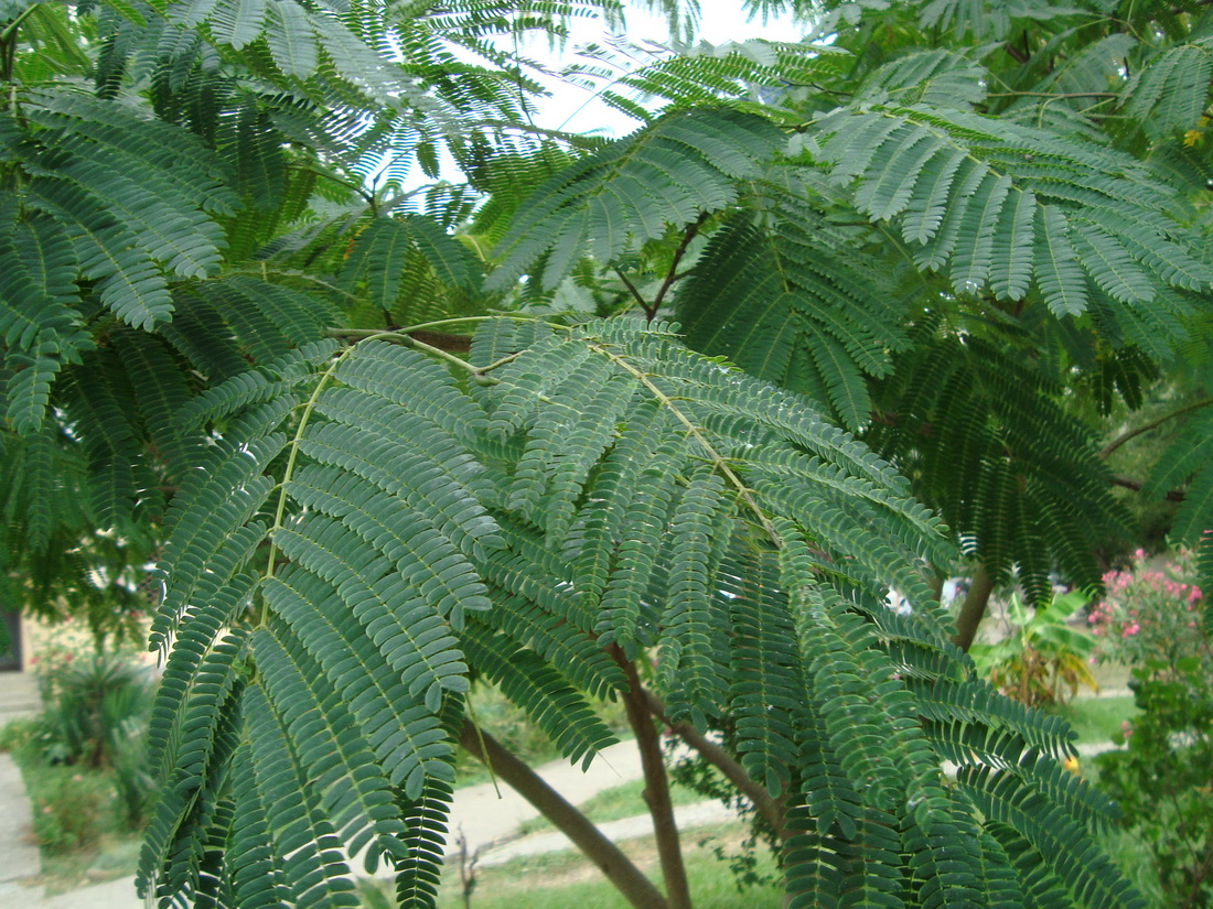 Image of Albizia julibrissin specimen.
