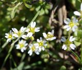 genus Erophila