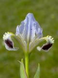 Image of taxon representative. Author is Сергей Ребик