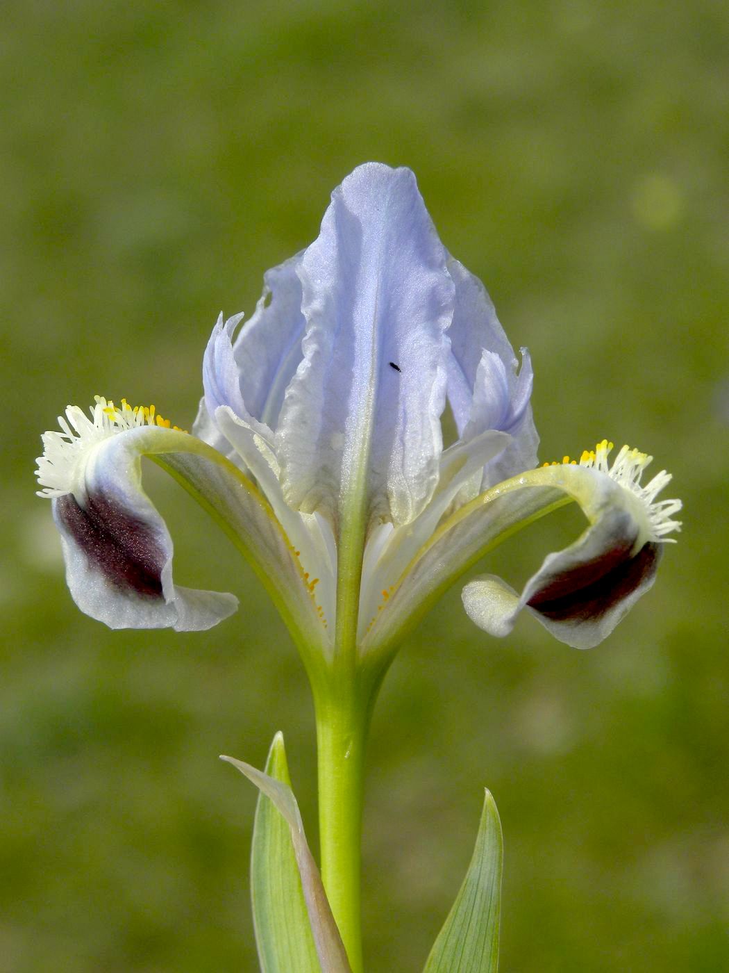 Изображение особи Iris pumila.