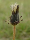 Taraxacum stenocephalum