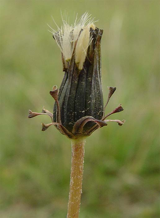 Image of Taraxacum stenocephalum specimen.