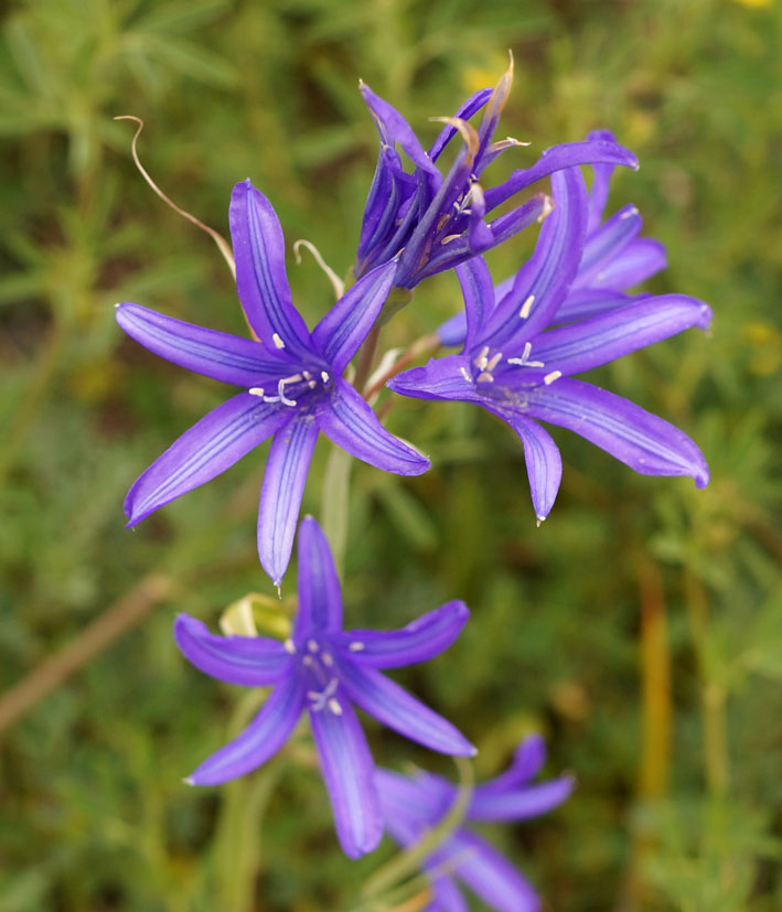 Image of Ixiolirion tataricum specimen.