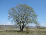 Salix viminalis