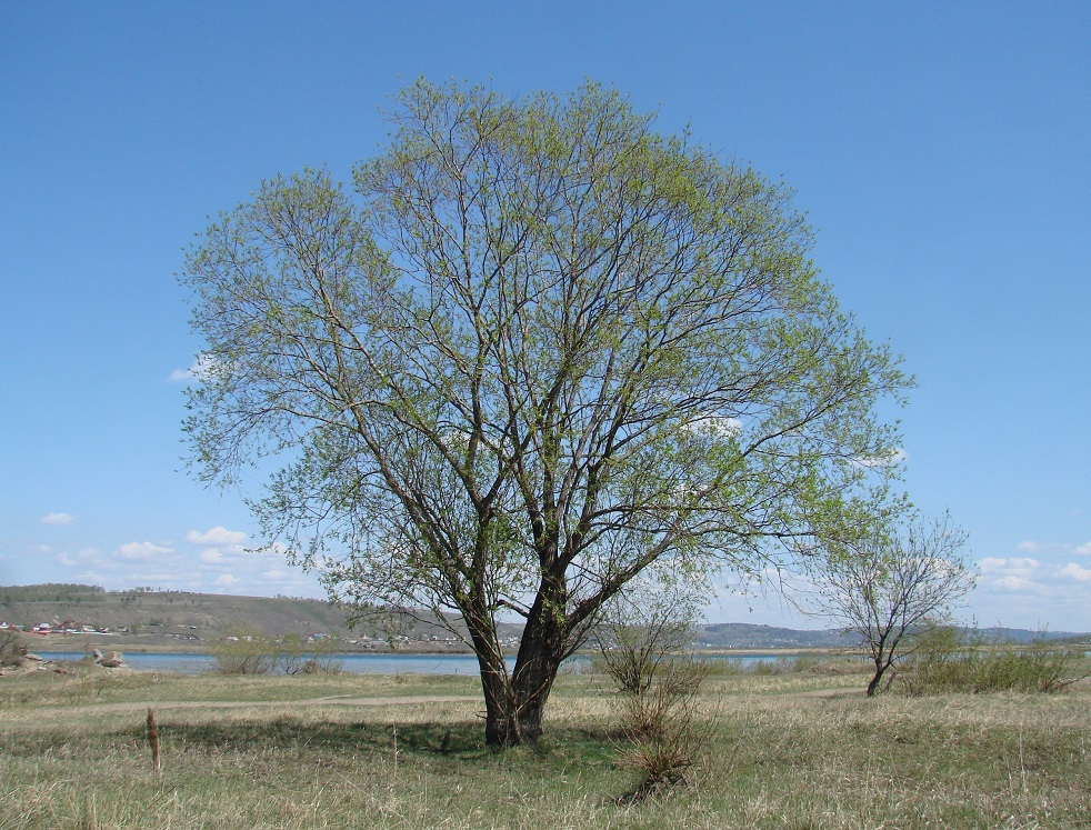 Image of Salix viminalis specimen.