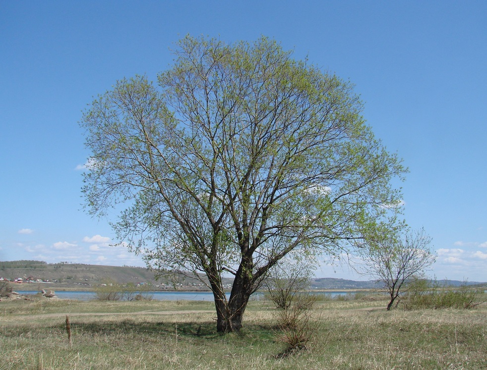 Изображение особи Salix viminalis.