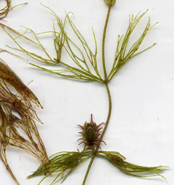 Image of Ceratophyllum tanaiticum specimen.