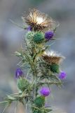 Cirsium vulgare. Верхушка цветущего и плодоносящего растения. Южный Казахстан, горы Алатау (Даубаба), Карьерное ущелье. 13.08.2014.