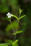 Moehringia lateriflora. Верхушка цветущего растения. Республика Татарстан, национальный парк \"Нижняя Кама\", май 2008 г.