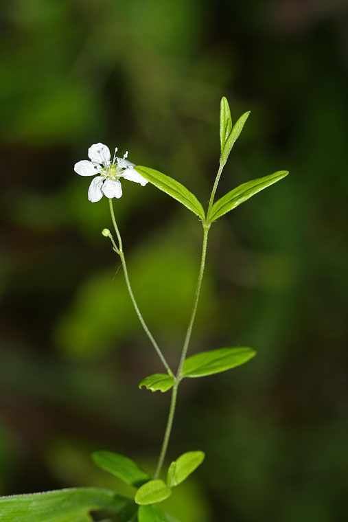 Image of Moehringia lateriflora specimen.