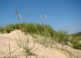 Leymus racemosus подвид sabulosus. Плодоносящие растения (на заднем плане Artemisia arenaria). Краснодарский край, Анапский муниципалитет, с. Витязево, дюна Витязевской косы. 19.08.2015.