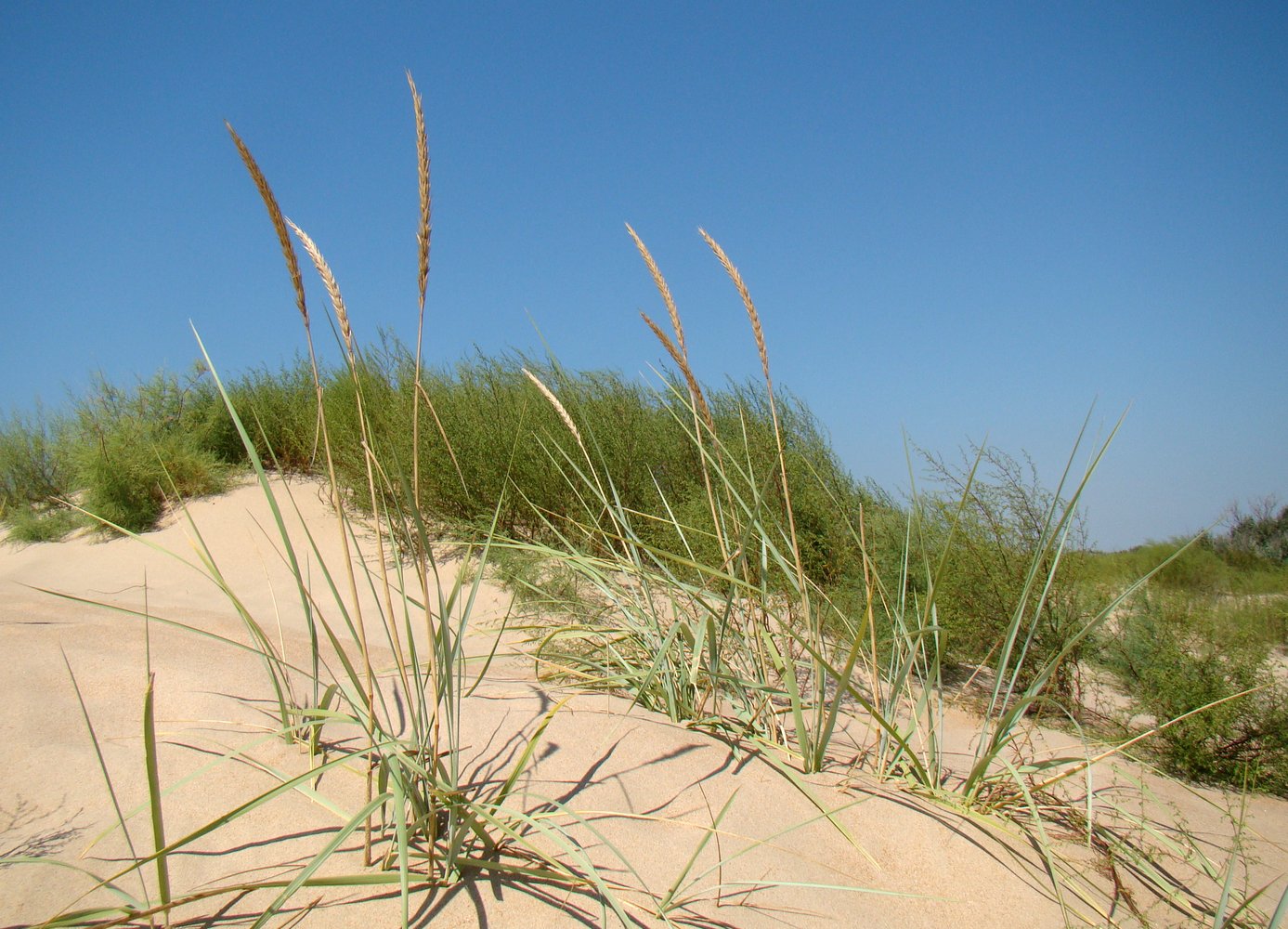 Image of Leymus racemosus ssp. sabulosus specimen.