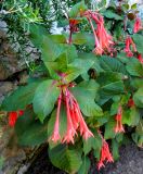 Fuchsia triphylla. Цветущее растение. Монако, Сады Святого Мартина (Jardin Saint Martin), в культуре. 23.07.2014.