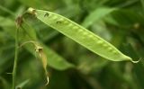 Lathyrus sylvestris. Незрелый плод. Костромская обл., Судиславский р-н, окр. дер. Антипино, обочина автомобильной дороги. 11.07.2015.