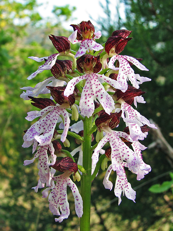 Image of Orchis &times; angusticruris specimen.