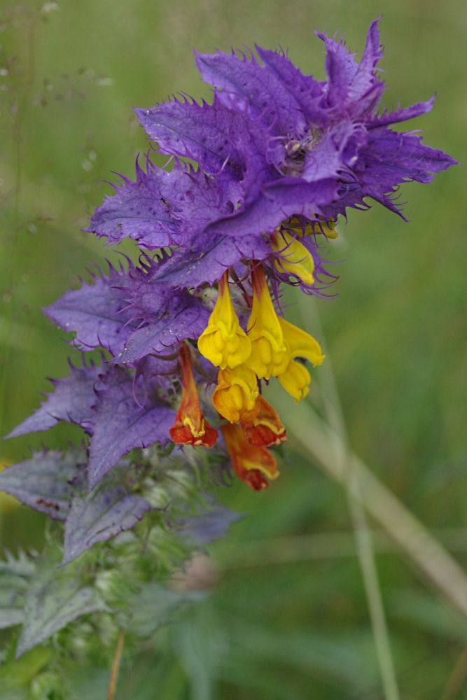 Изображение особи Melampyrum nemorosum.