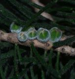 Calothamnus villosus