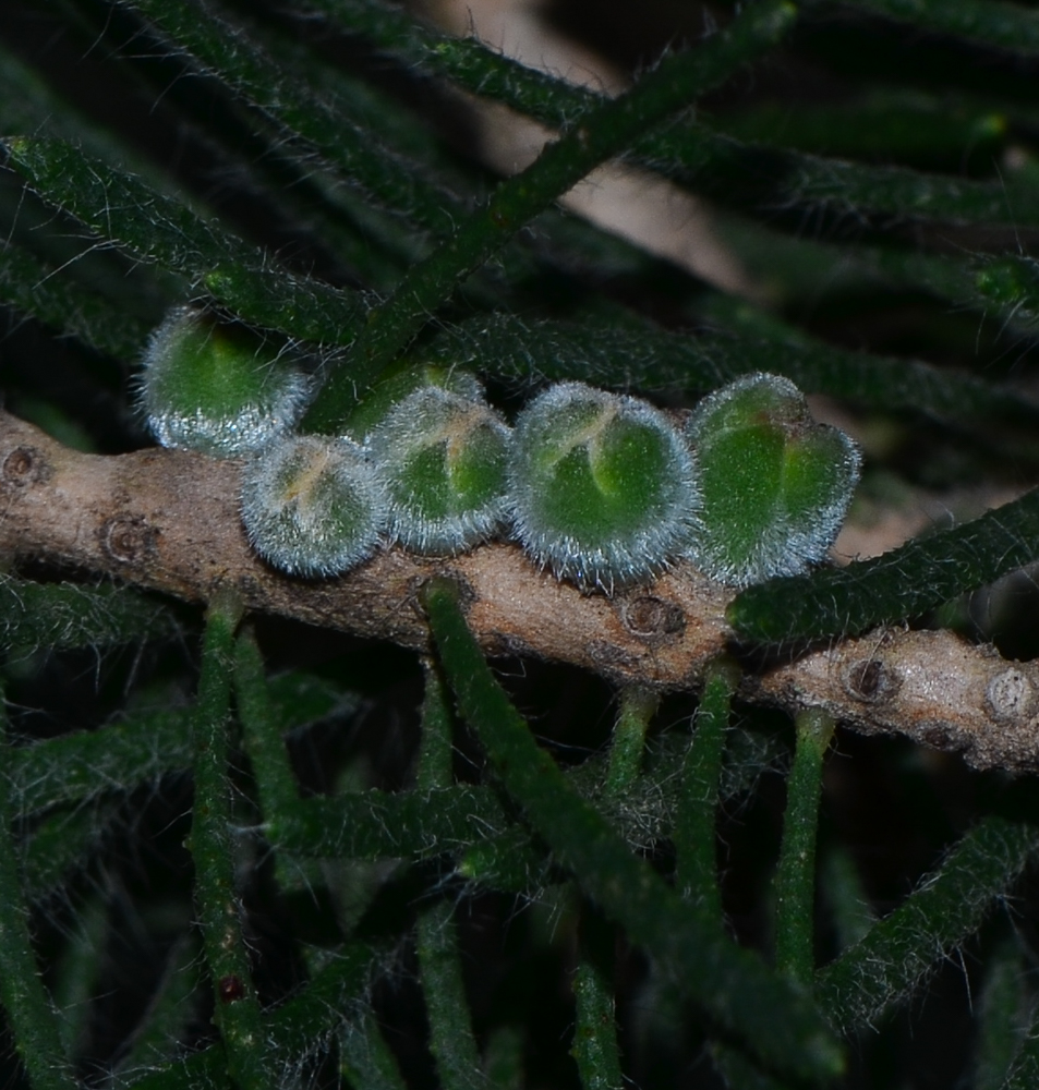 Image of Calothamnus villosus specimen.