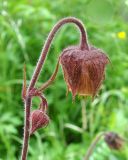 Geum rivale