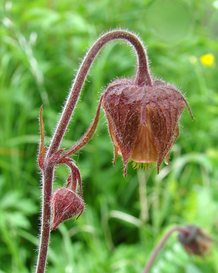 Изображение особи Geum rivale.