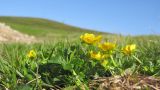 Potentilla ruprechtii