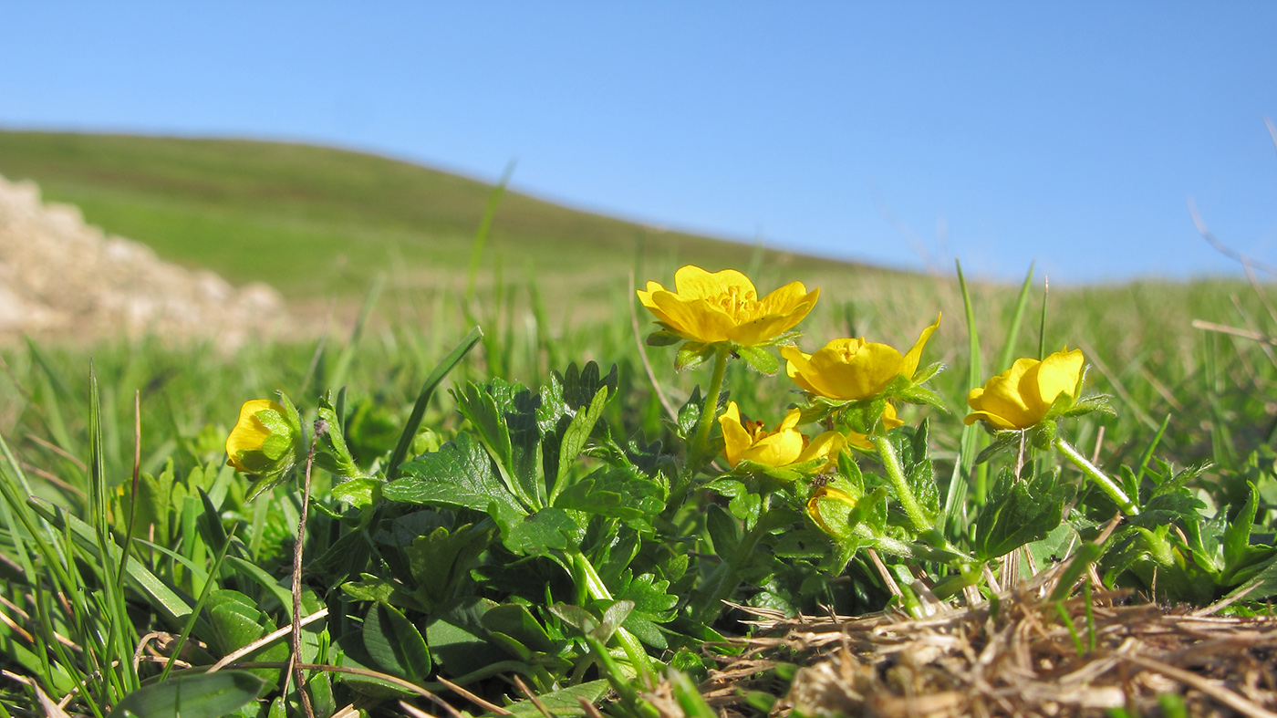 Изображение особи Potentilla ruprechtii.