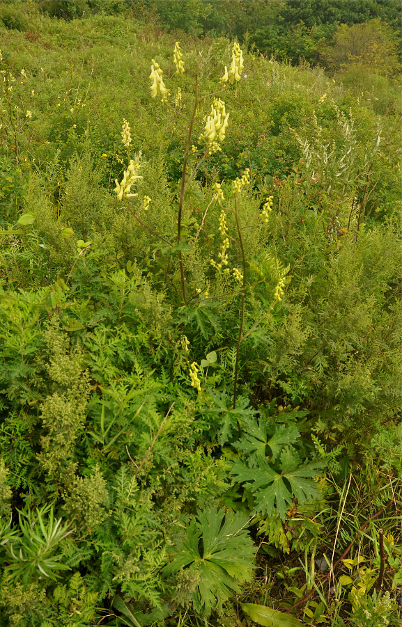 Изображение особи Aconitum kirinense.