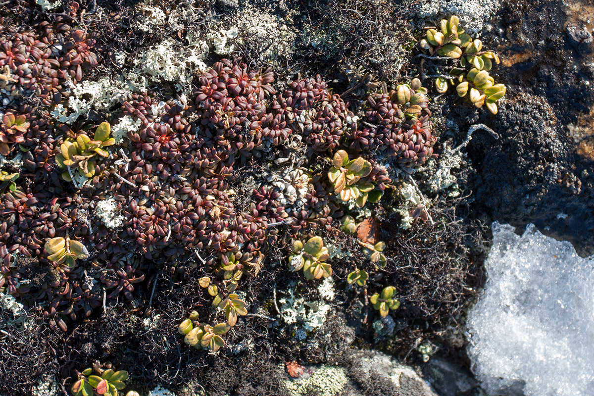 Image of Diapensia lapponica specimen.