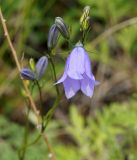 Campanula rotundifolia