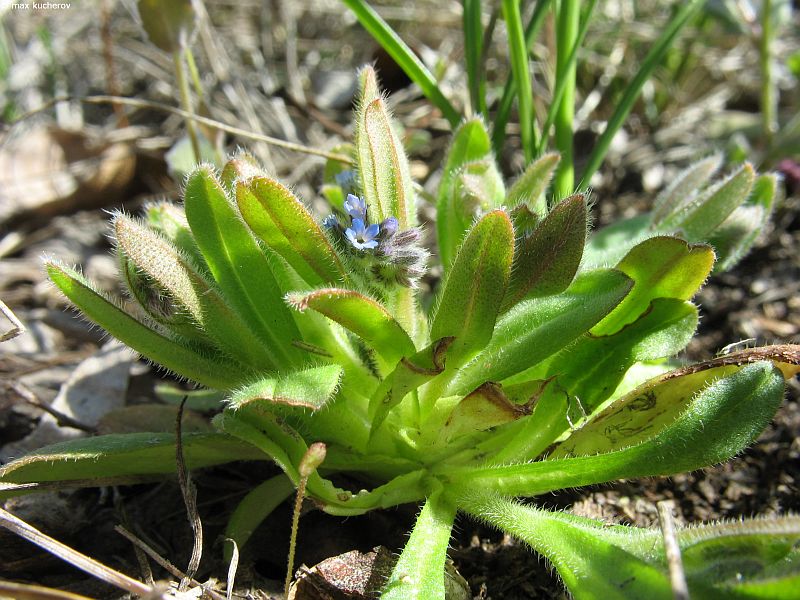 Image of Myosotis micrantha specimen.