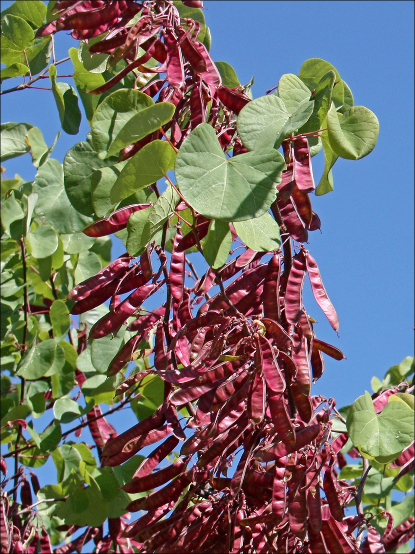 Image of Cercis siliquastrum specimen.