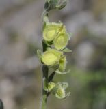 Cynoglossum columnae