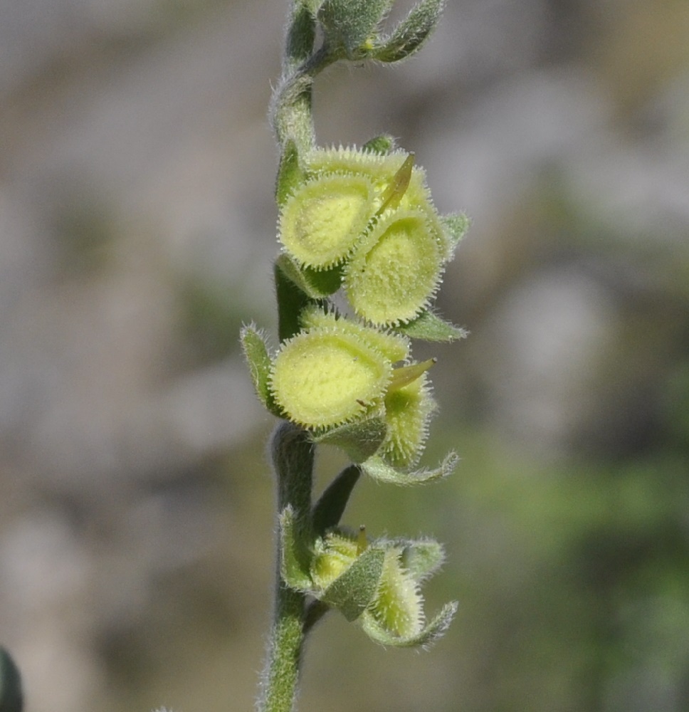 Изображение особи Cynoglossum columnae.