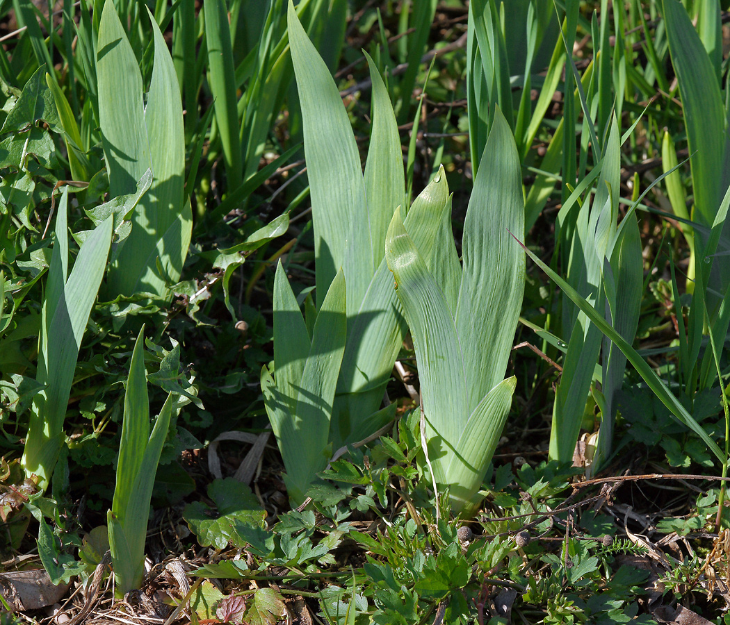 Image of genus Iris specimen.