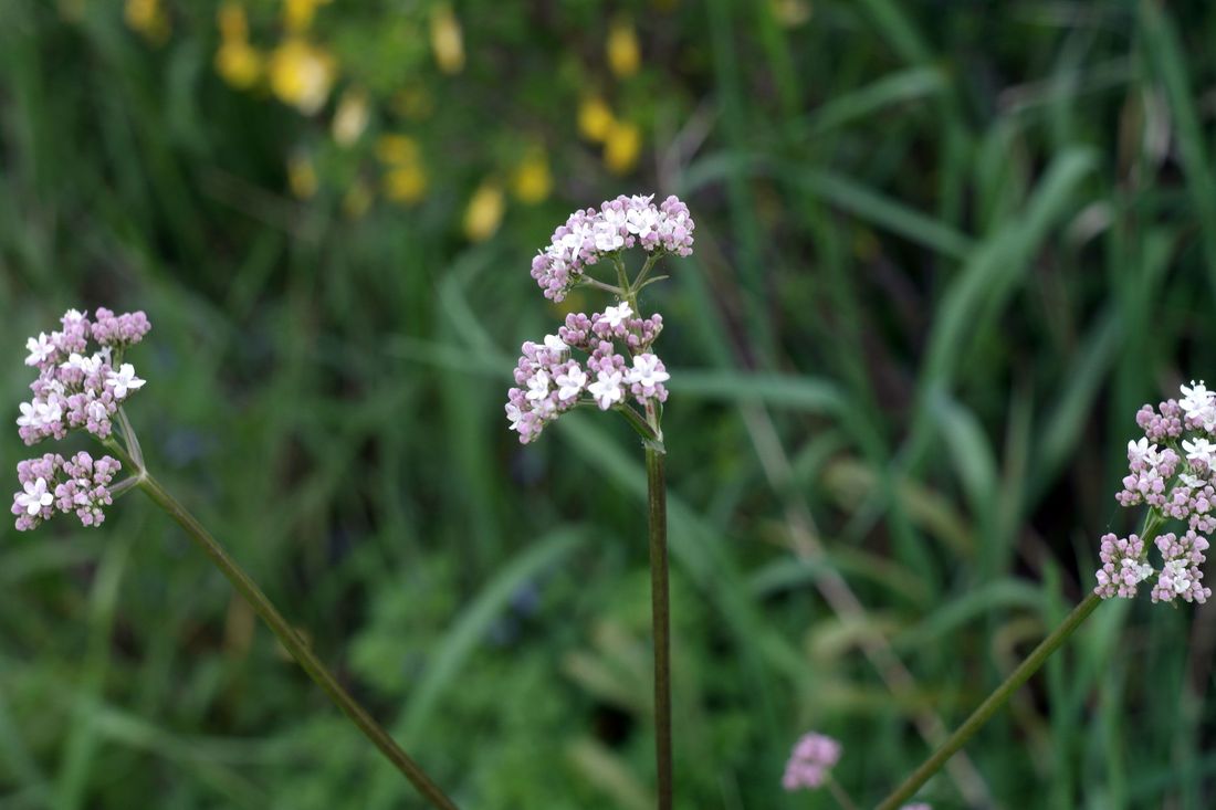 Изображение особи Valeriana rossica.