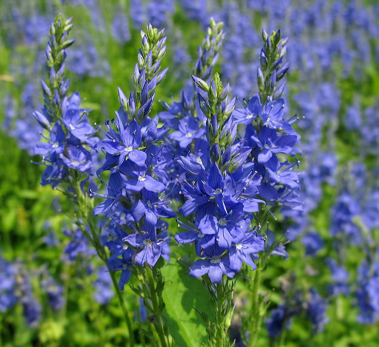 Image of Veronica teucrium specimen.