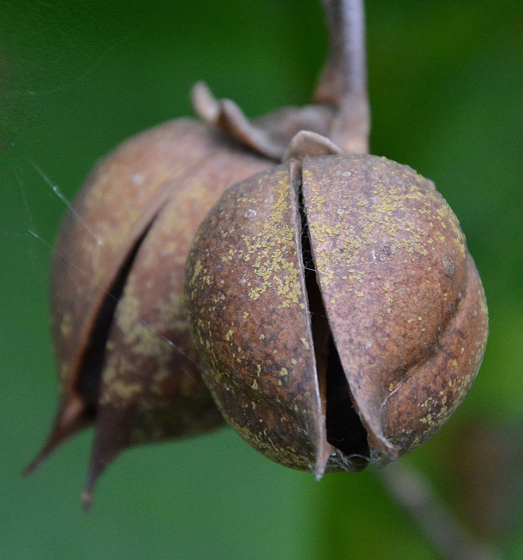 Image of Paulownia tomentosa specimen.