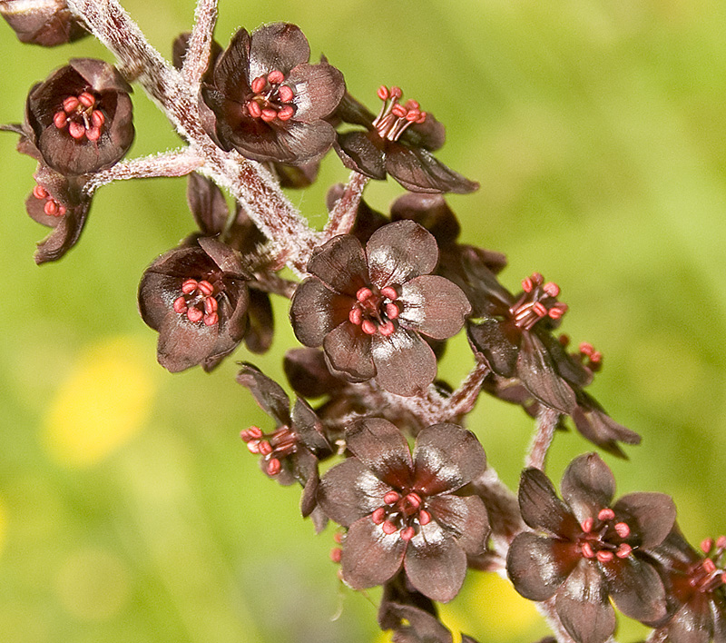 Изображение особи Veratrum nigrum.