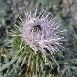 Jurinella moschus