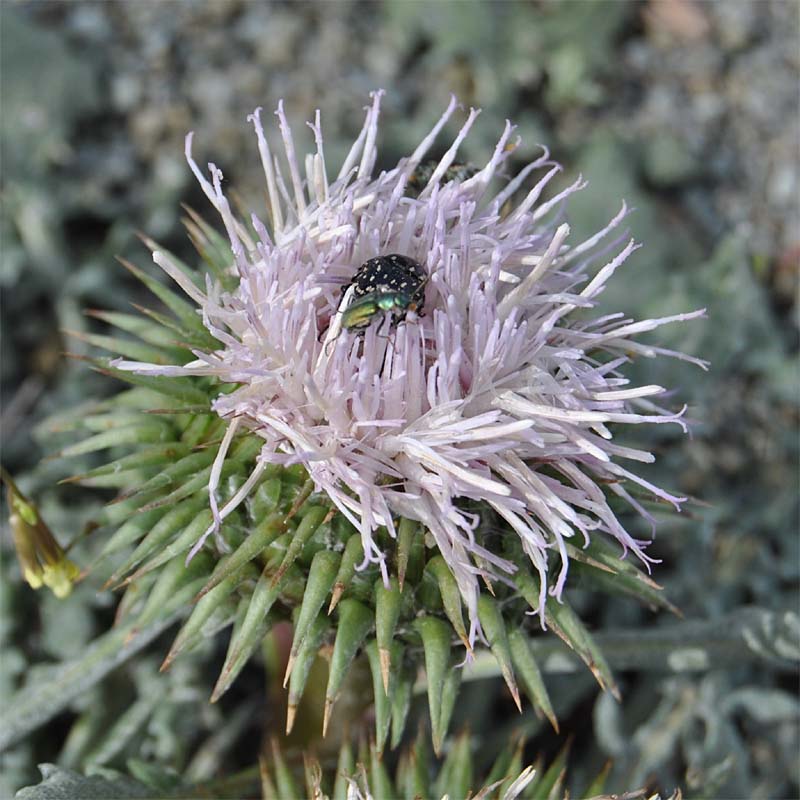 Изображение особи Jurinella moschus.