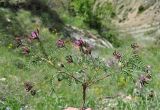 Astragalus cornutus