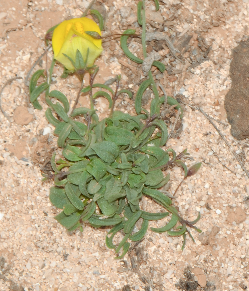 Image of Kickxia sagittata specimen.