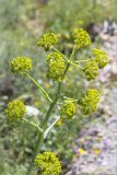 Ferula communis