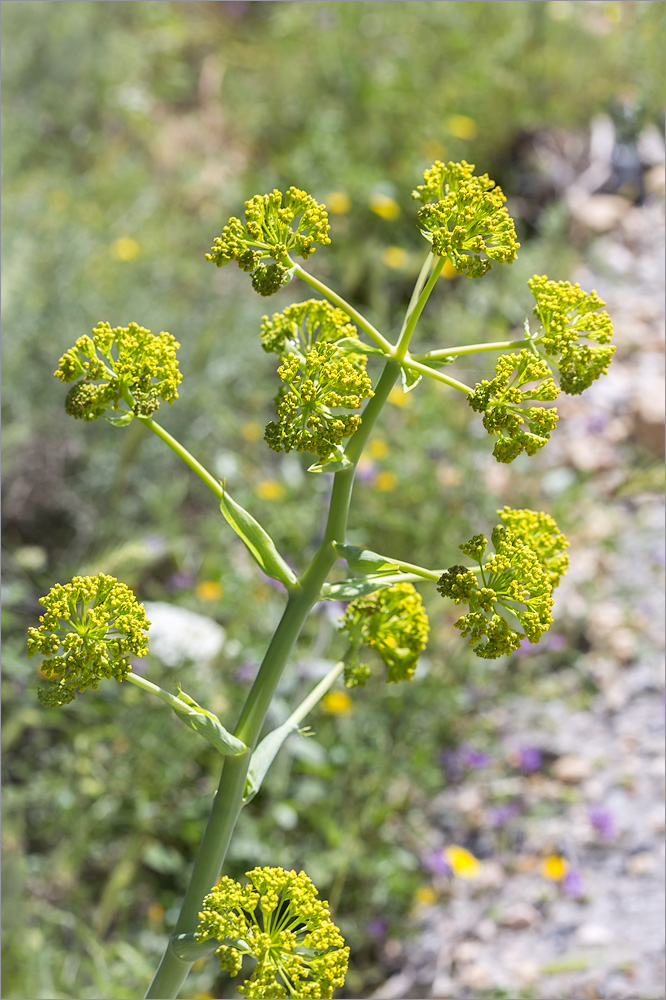 Изображение особи Ferula communis.