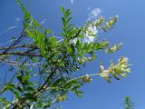 Astragalus scleropodius