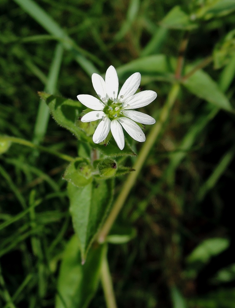 Изображение особи Myosoton aquaticum.